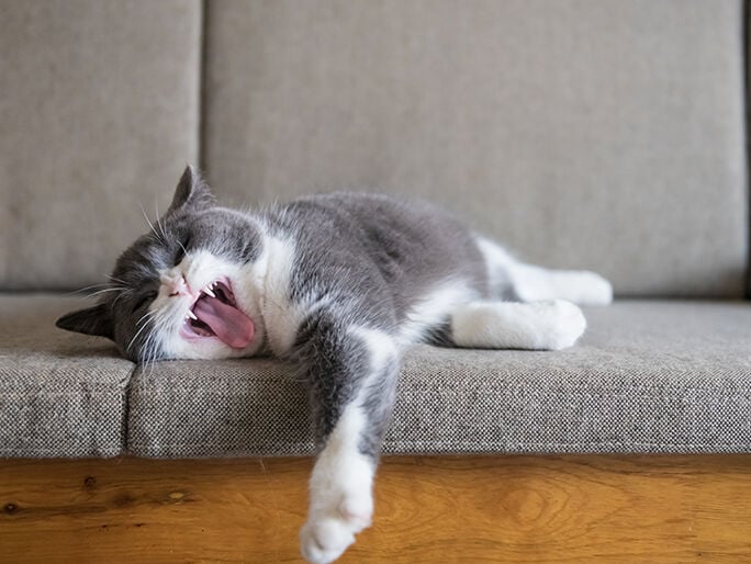 A grey and white cat yawns and stretches on a couch