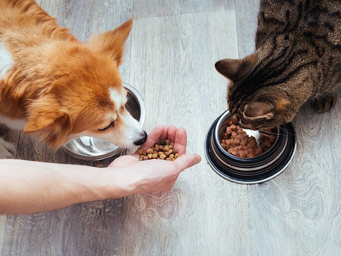 A cat eating out of a food bowl next to a dog eating food from someone's hand