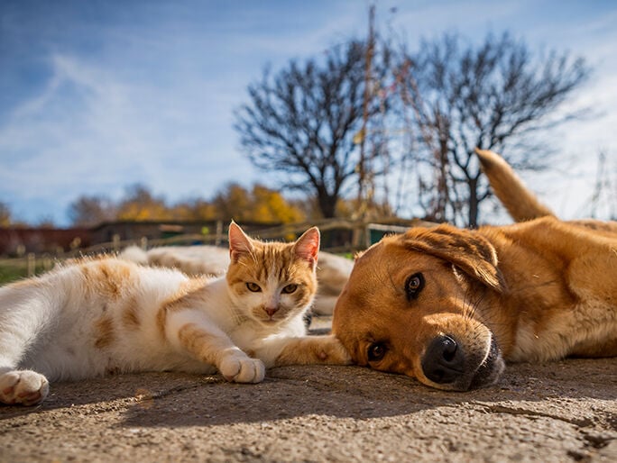 An orange and white cat lying next to a brown dog in the sun