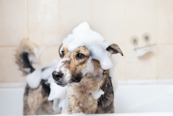 dog is bathing 