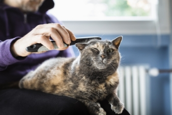 owner cleaning cat's hair