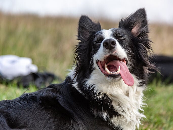 A Border Collie sticking its tongue out