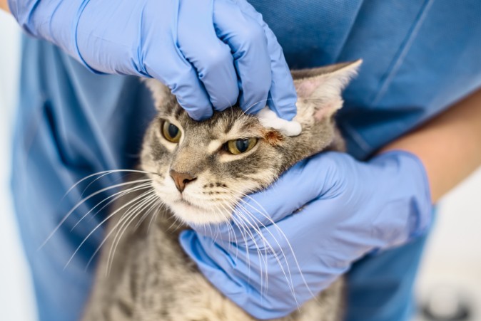 doctor treating a cat