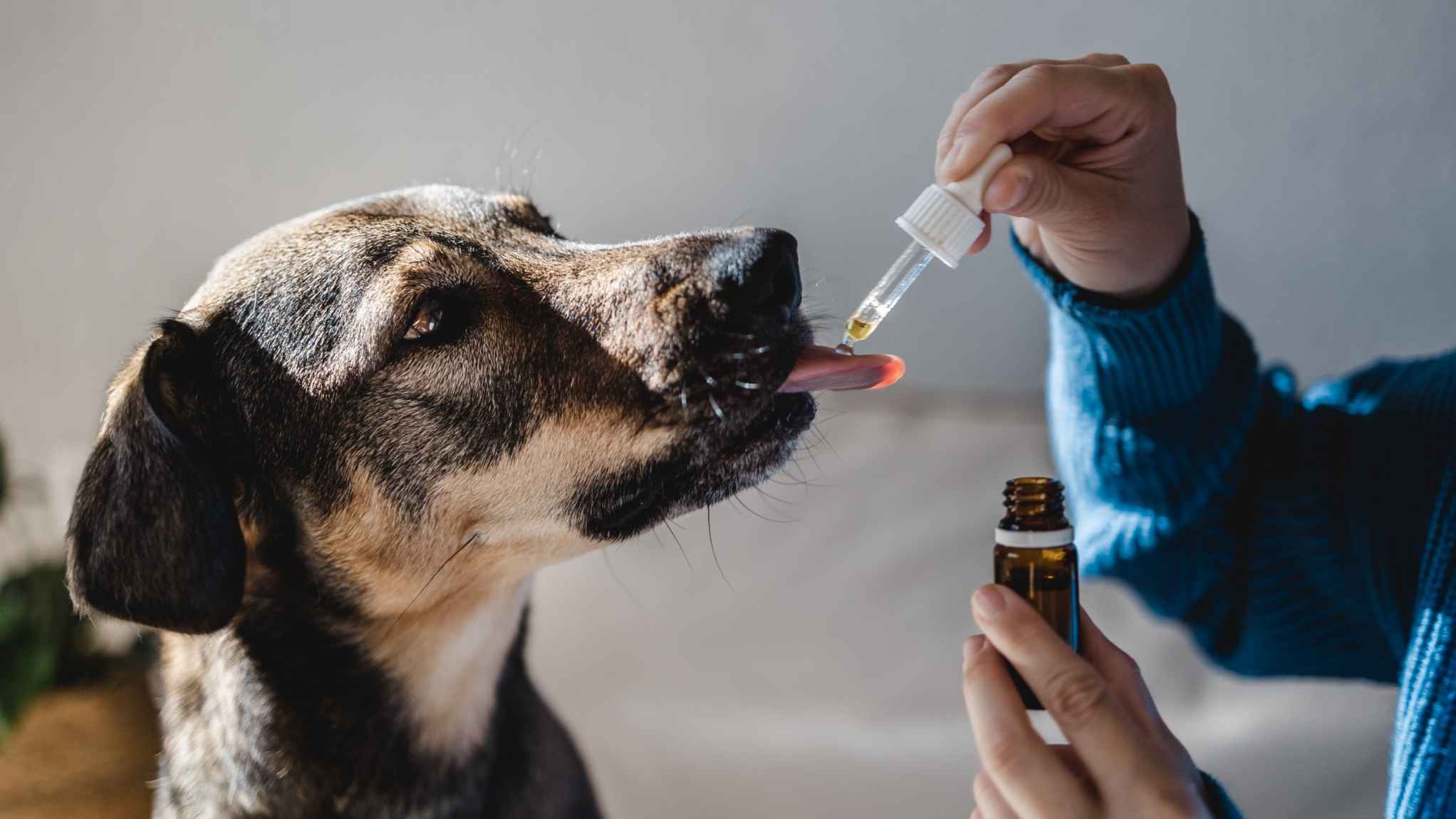 dog taking a medicine