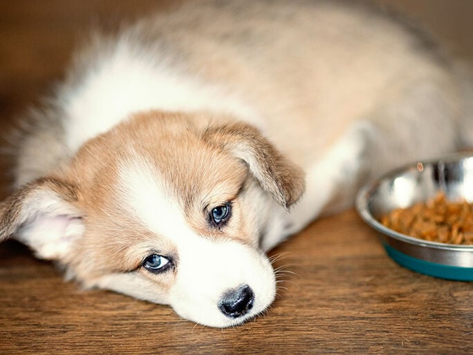 A dog sleeping next to its food