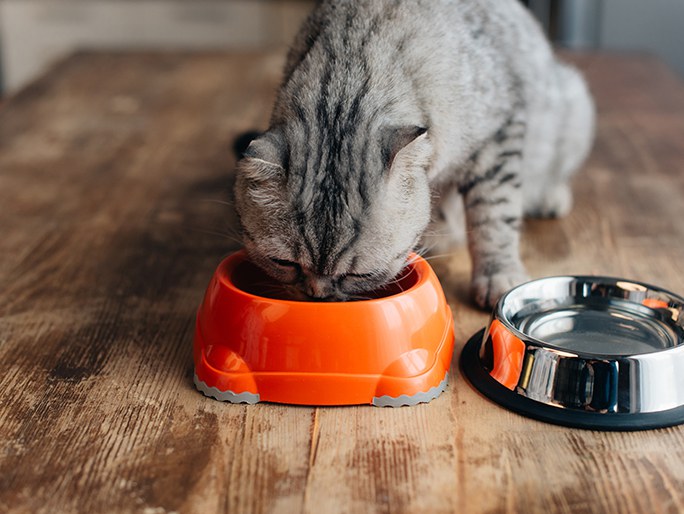 A grey cat eating out of an orange food bowl