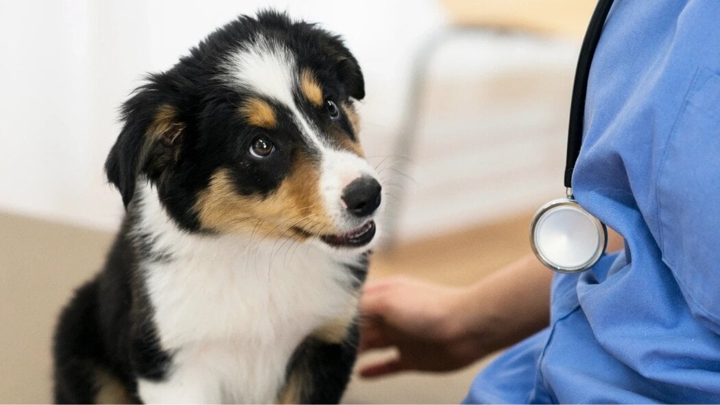 doctor checking dog in hospital