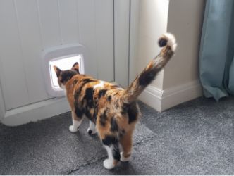 A callico cat about to step through a cat door