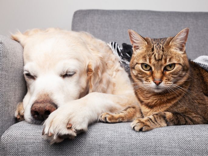 An old dog and a tabby cat lay next to each other on a couch