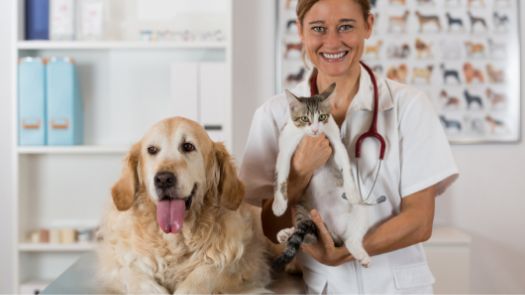 A vet holding a small cat and standing next to a golden retriever 