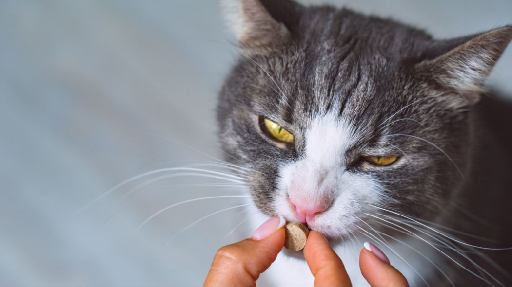A cat being given a pill