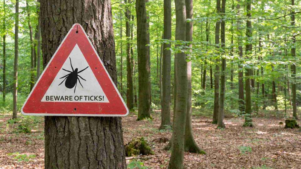 A 'Beware of Ticks' sign in the woods