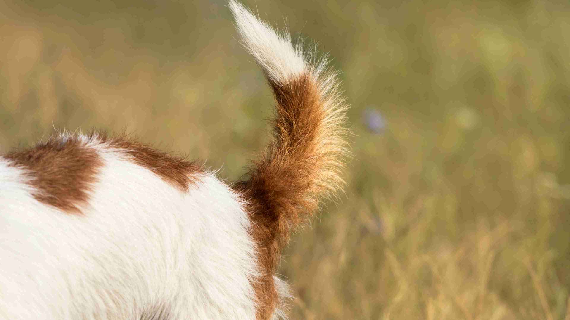 A dog's furry tail