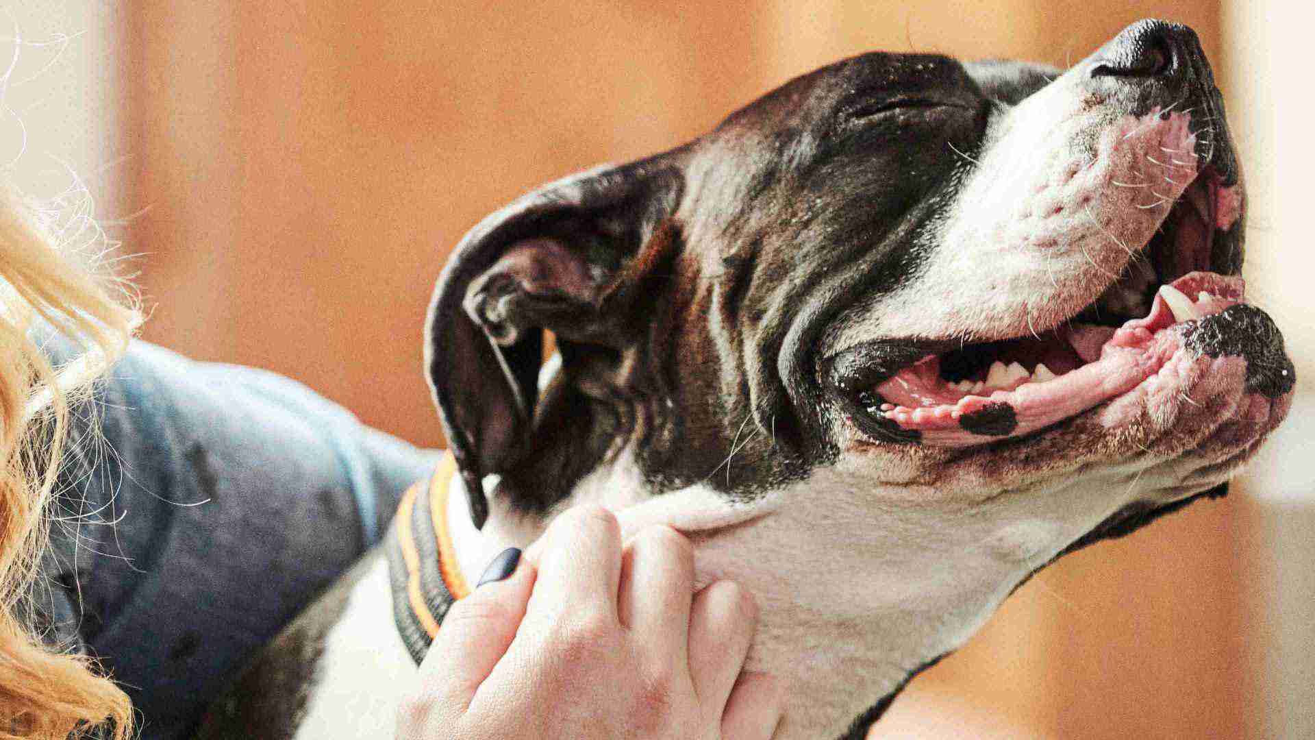 A young lady's hand rubbing her dog's neck
