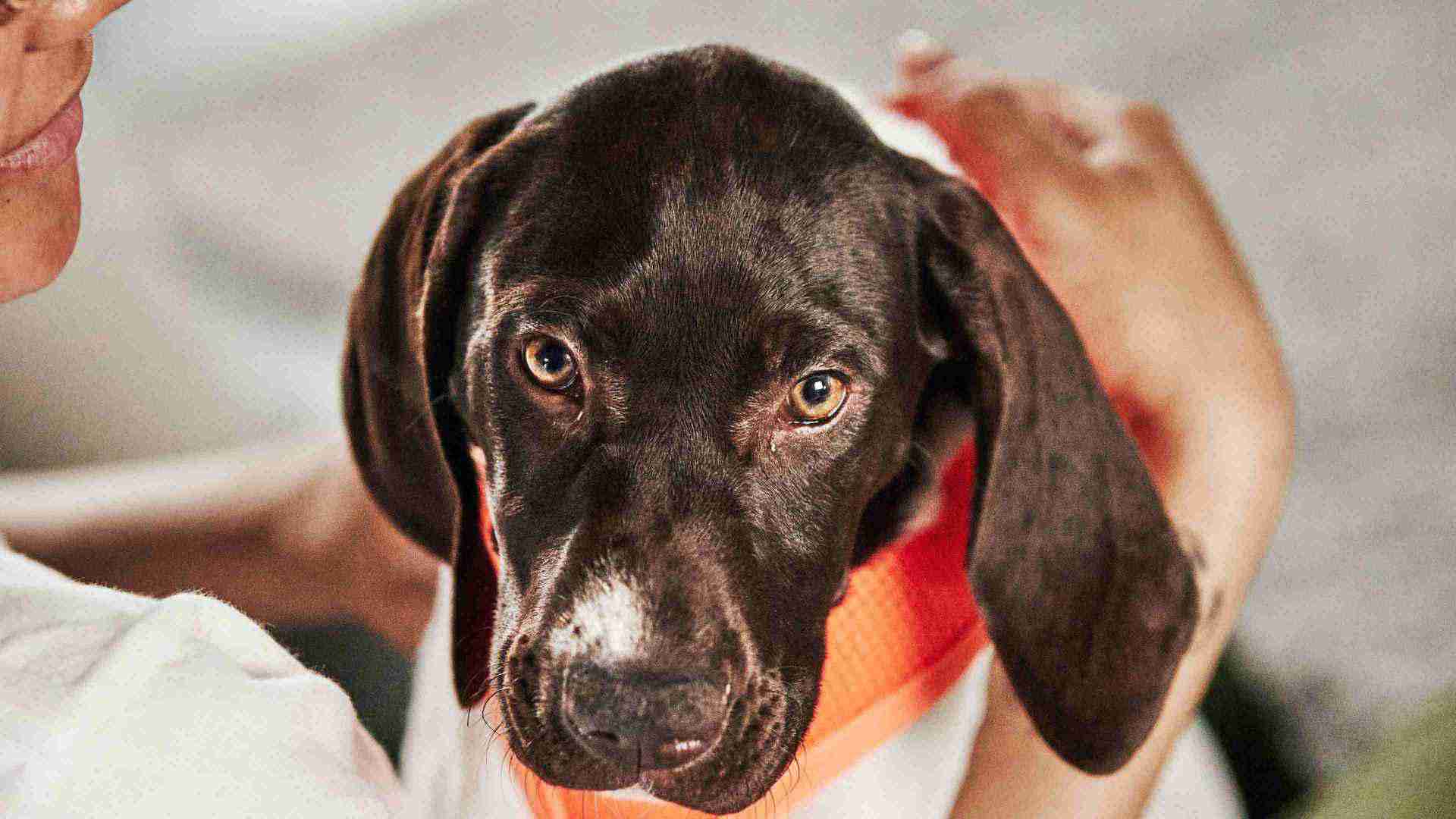 A close-up of a dog looking at camera