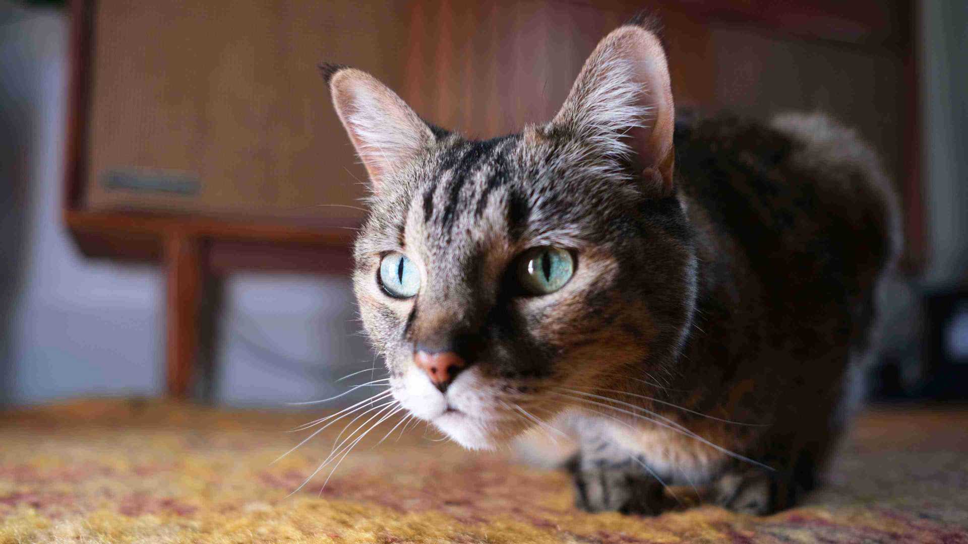 A close-up of a curious cat sitting on the floor and observing something
