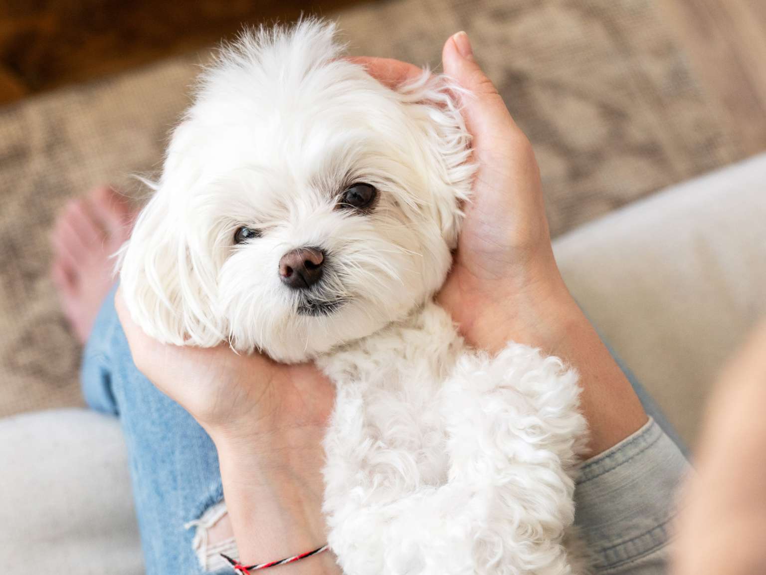 A close-up of a woman's hands holding a little white dog's head on her lap