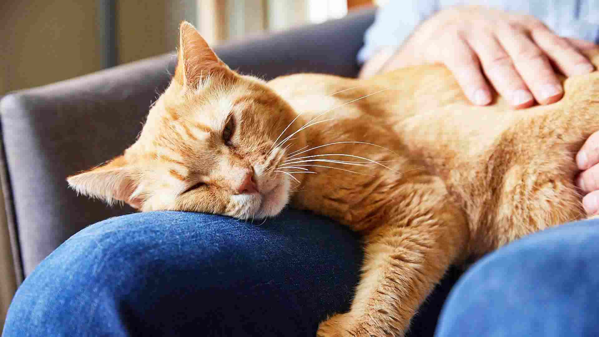 A close-up of a cat sleeping on his owner's lap