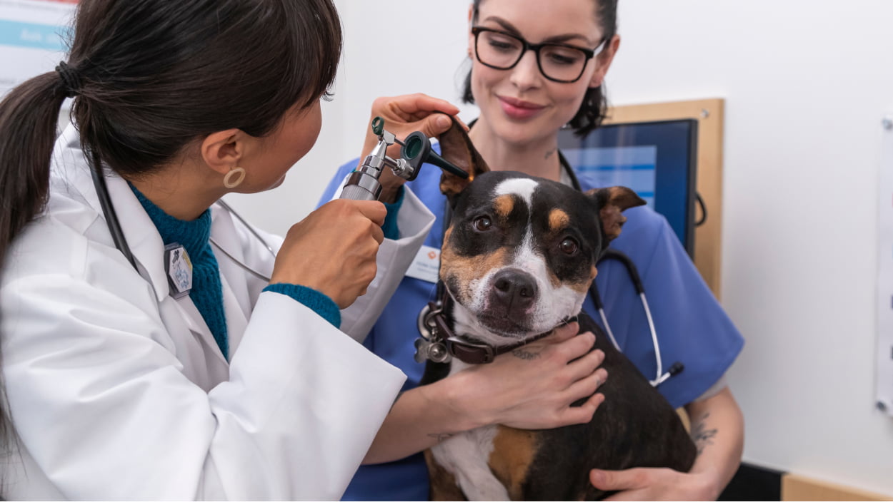 Two young female veterinarians examining a dog's ear at the Banfield Pet Hospital