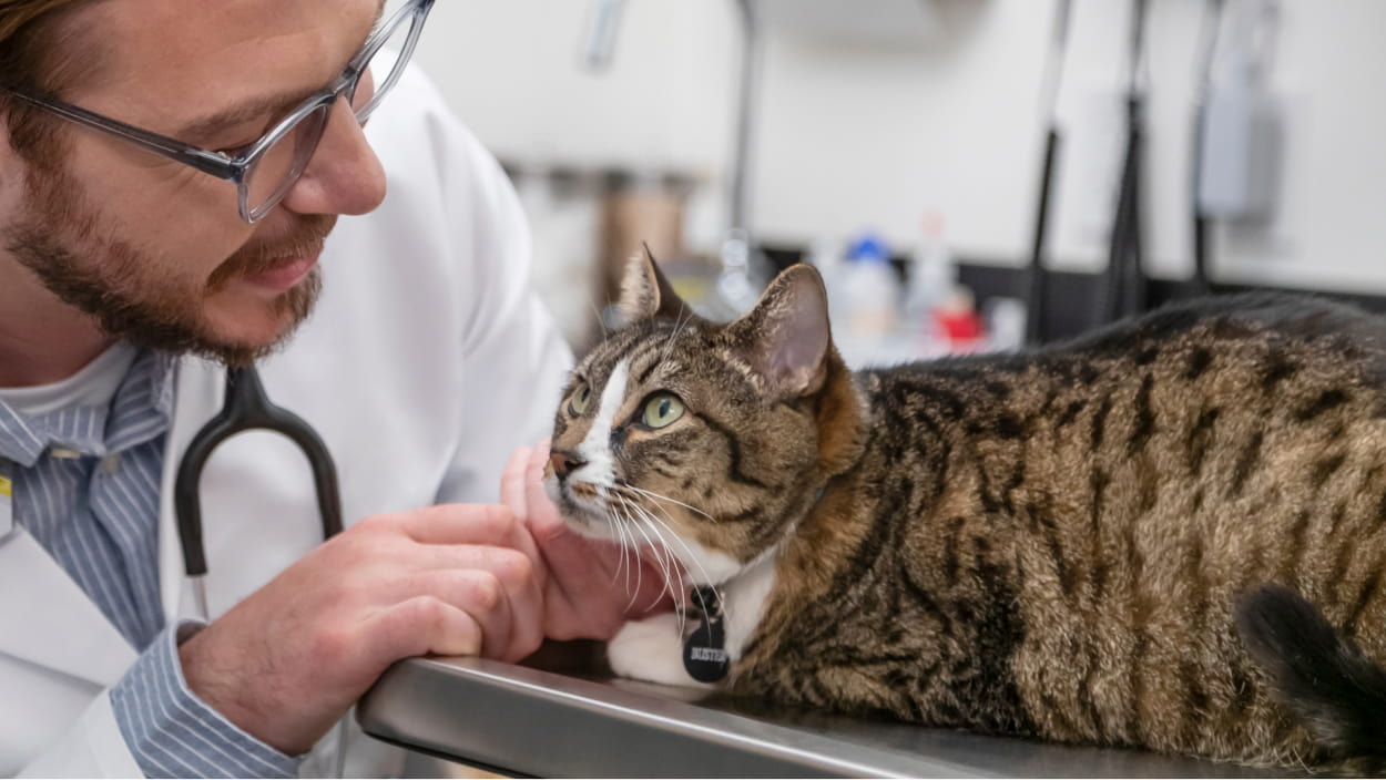 A male veterinarian examining a cat at the Banfield Pet Hospital