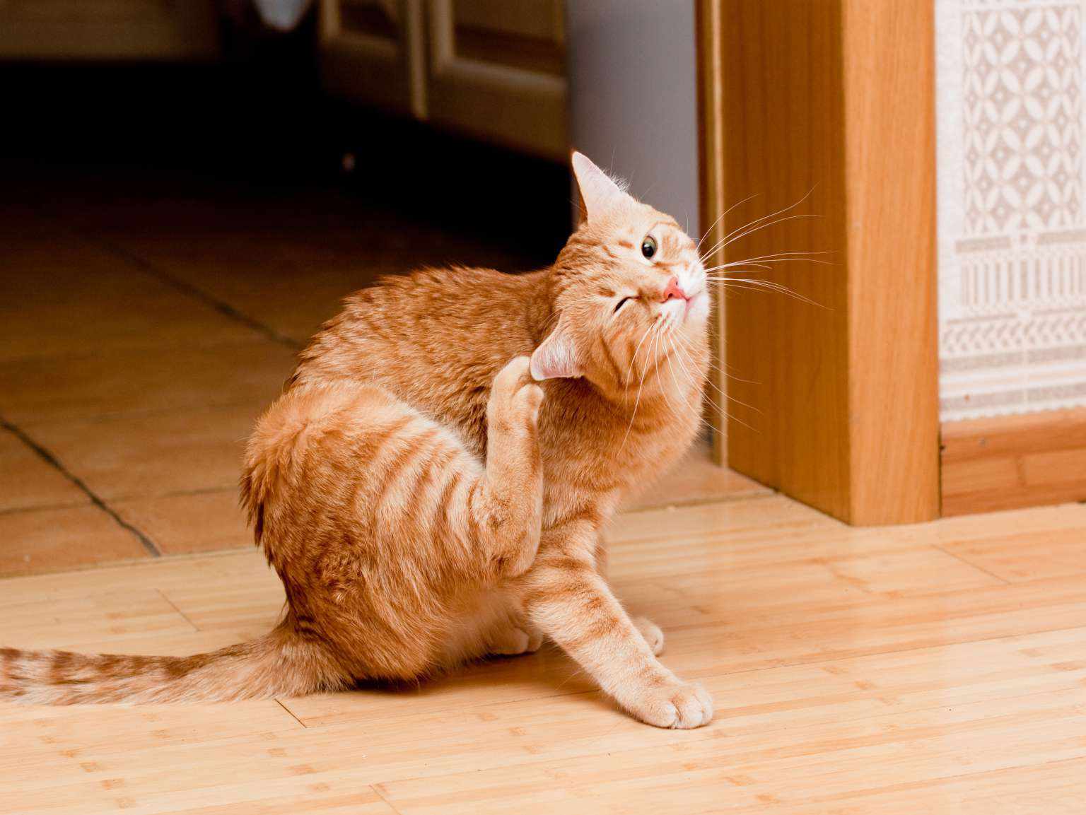 A cat using its foot to scratch its neck