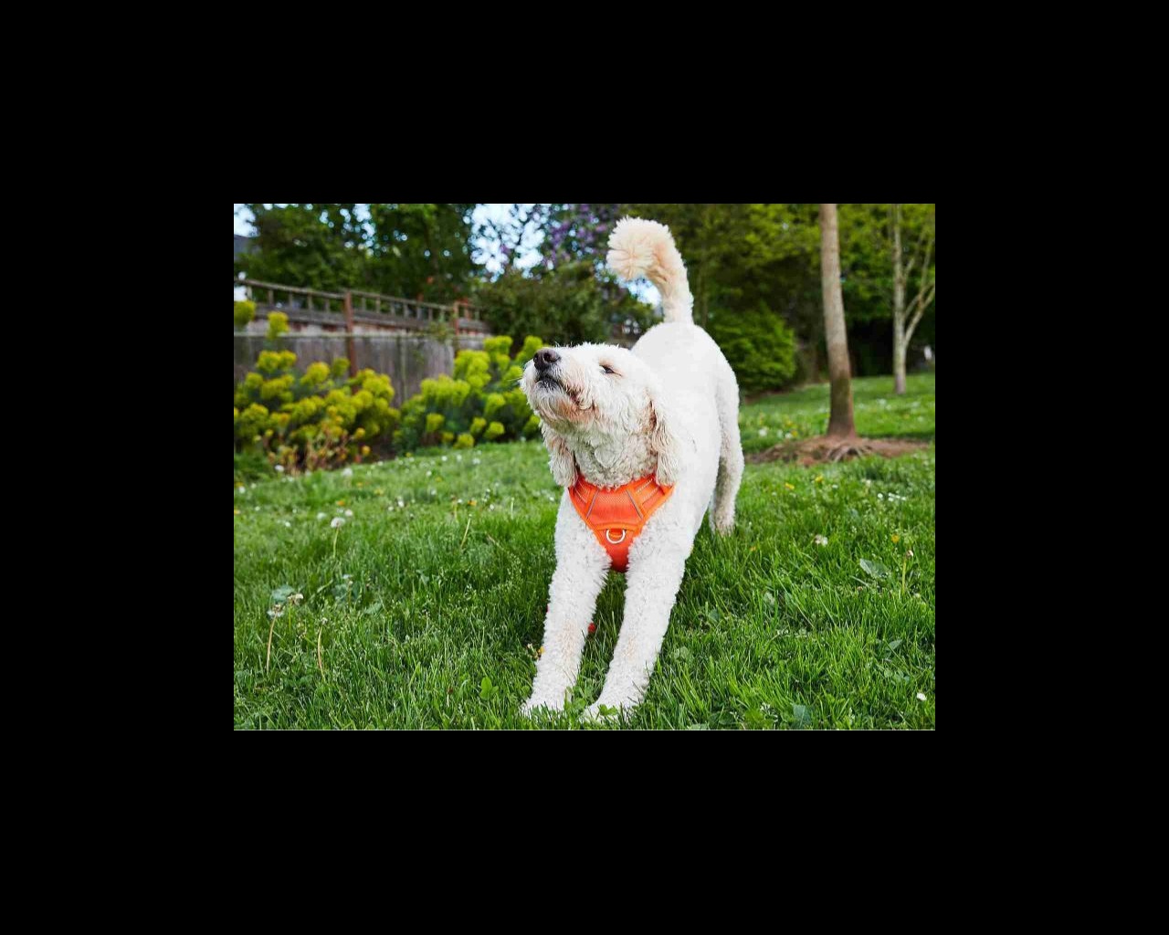 A dog stretching in a park