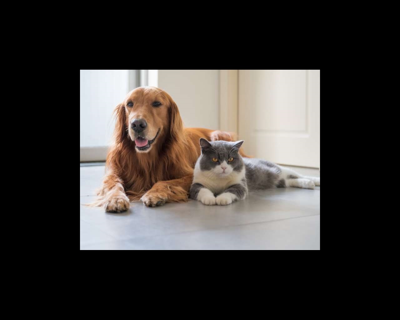 A dog and a cat sitting together