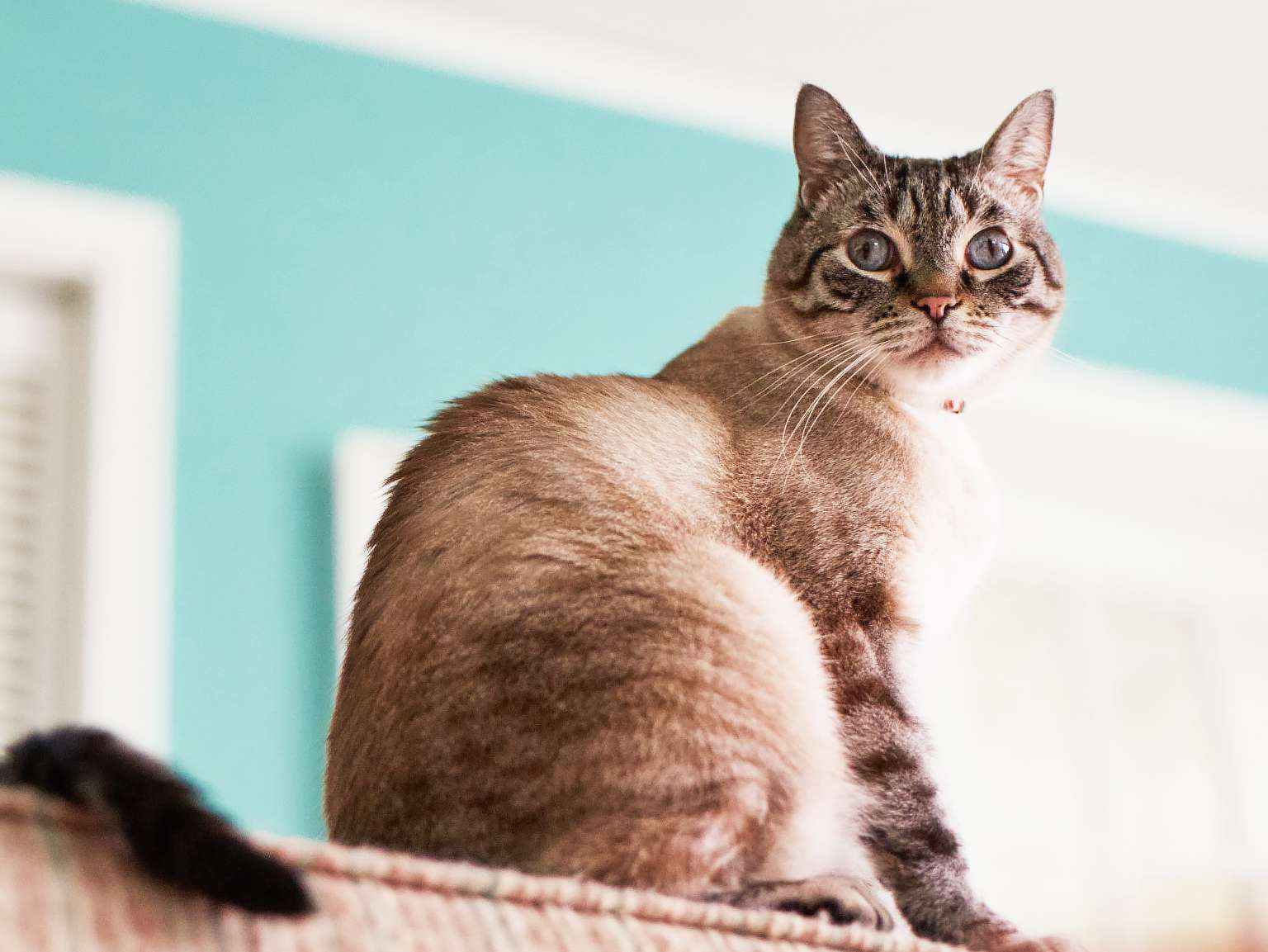 A rear view of a cat sitting and looking back