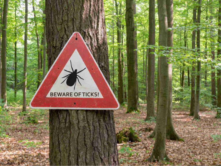 A 'Beware of Ticks' sign in the woods