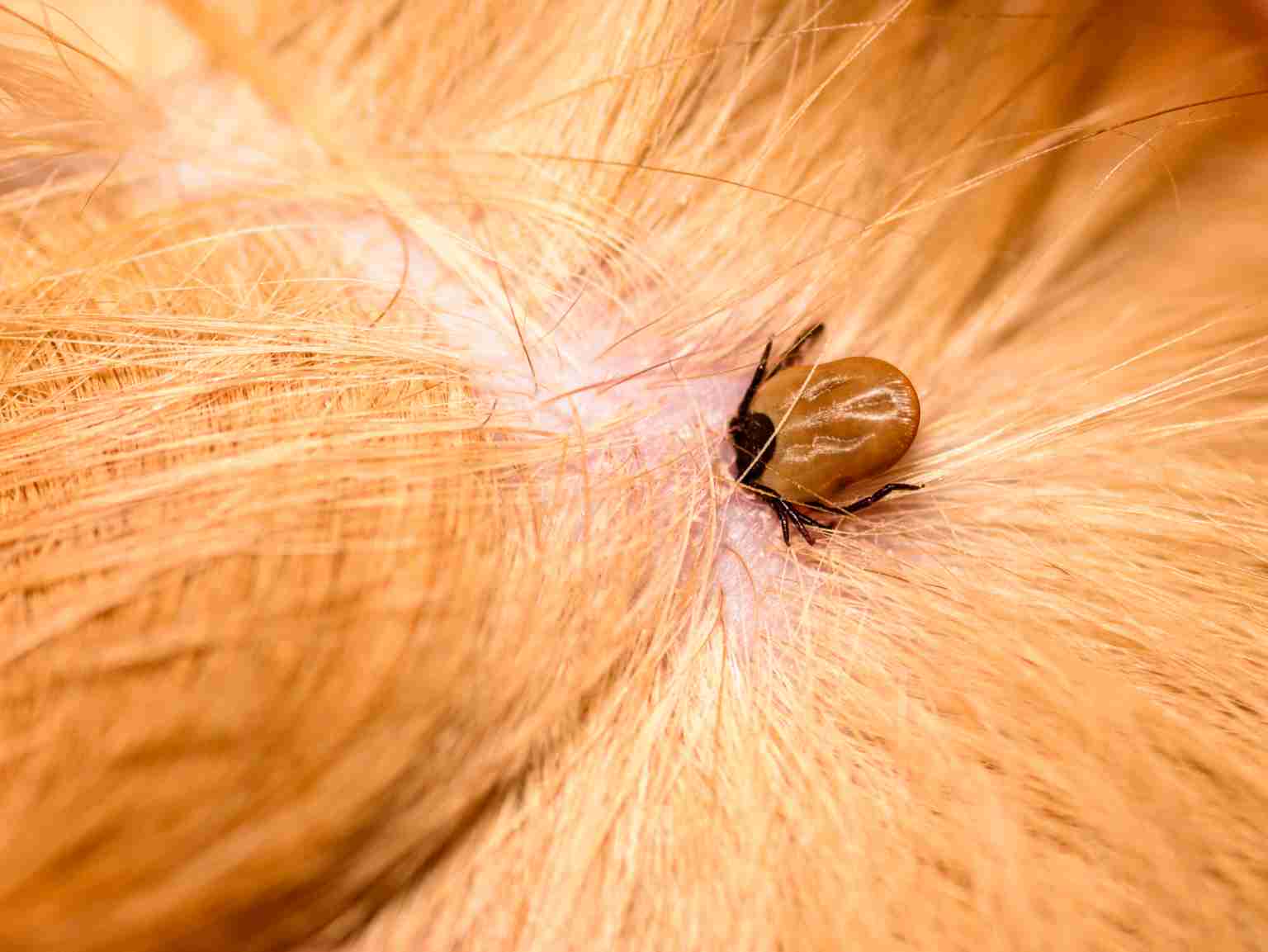 A close-up of a tick on a pet's skin