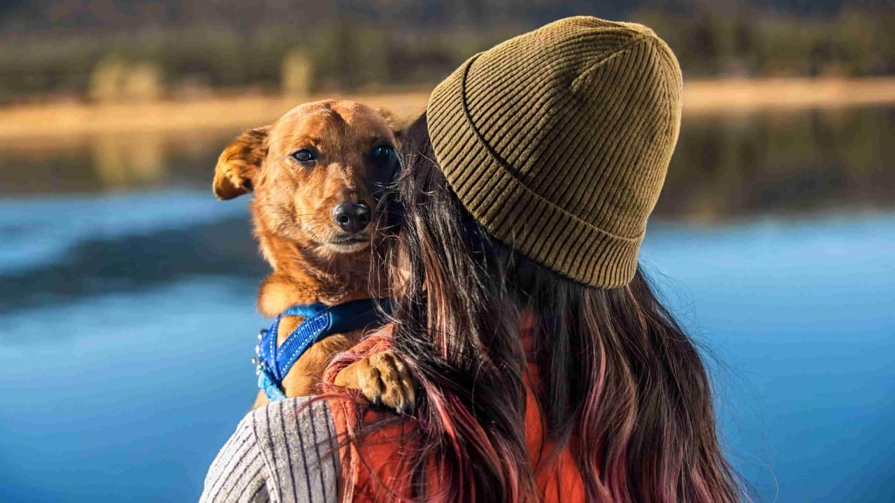 Owner holding dog on shoulder