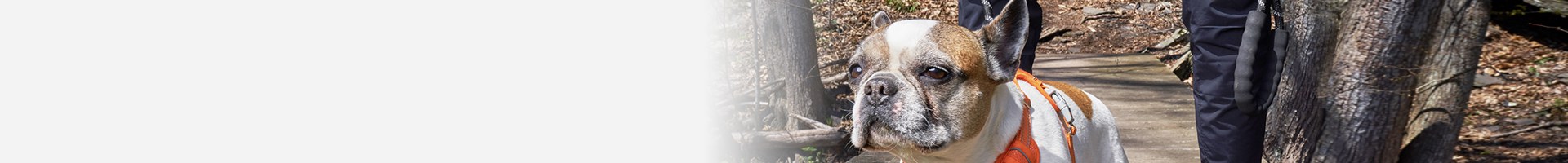 A close-up of a senior dog walking