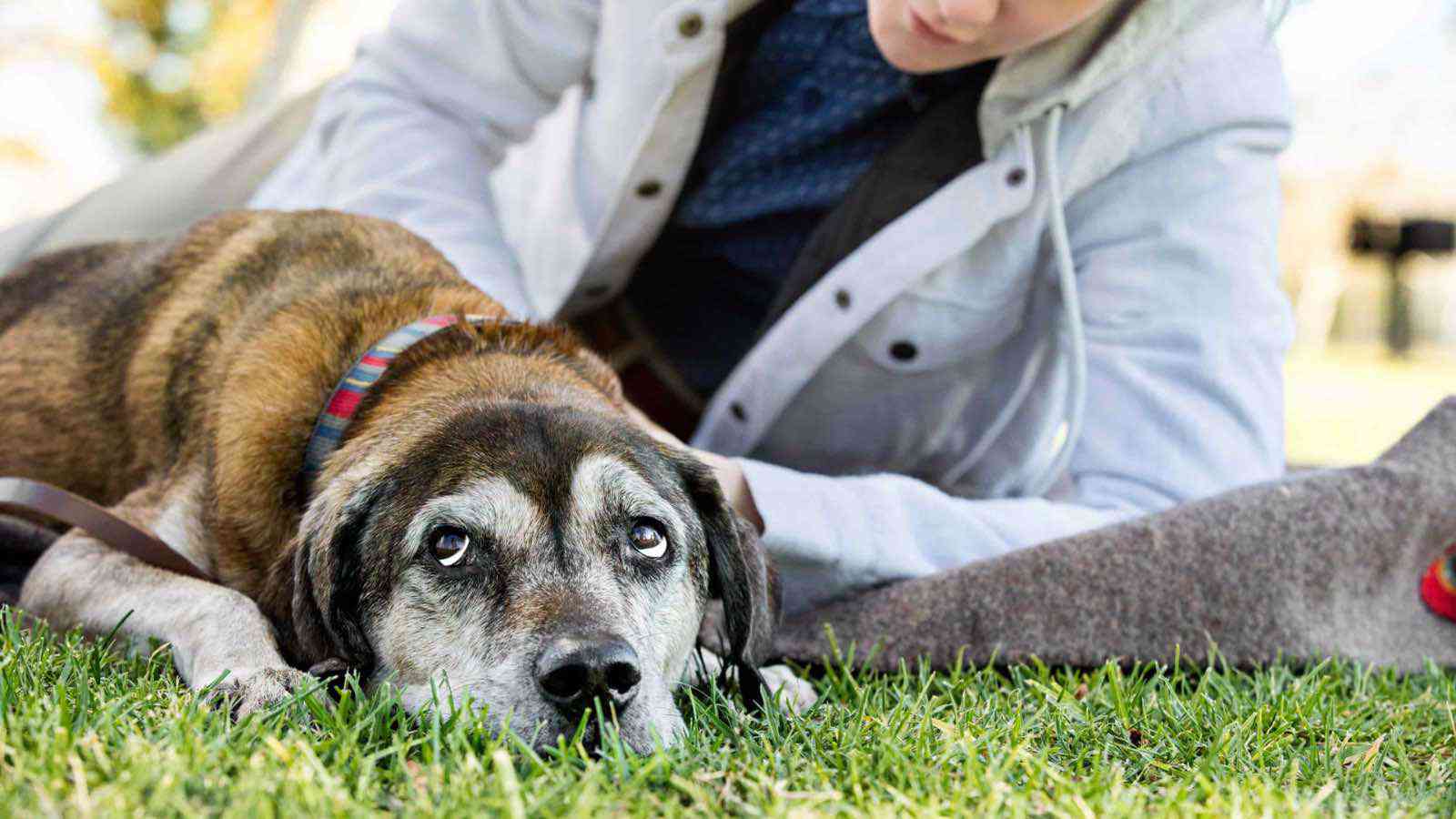 A senior dog laying down in a park