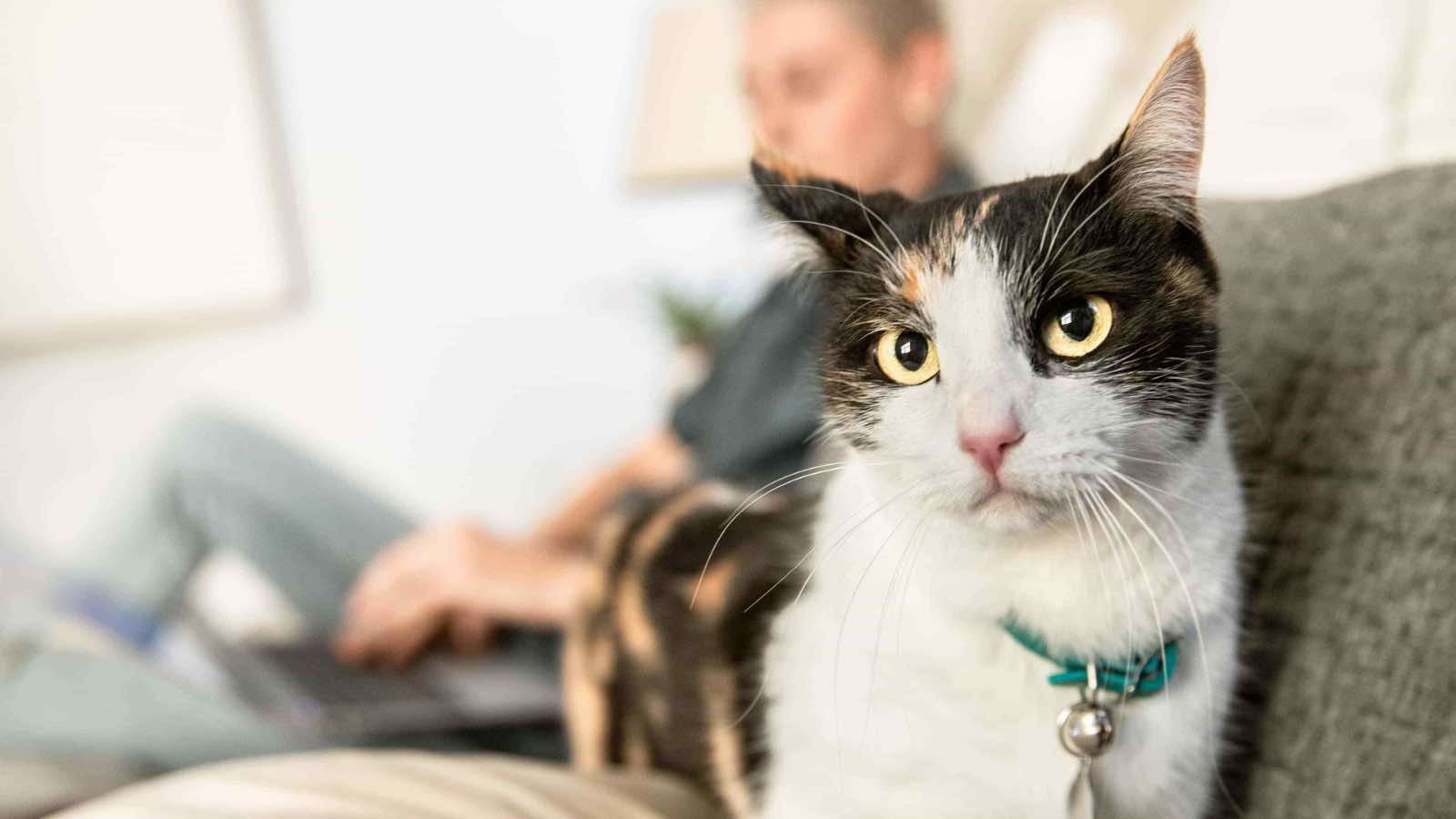 A cat sitting on a sofa with its owner seen in the background sitting on the other site of the sofa working on a laptop