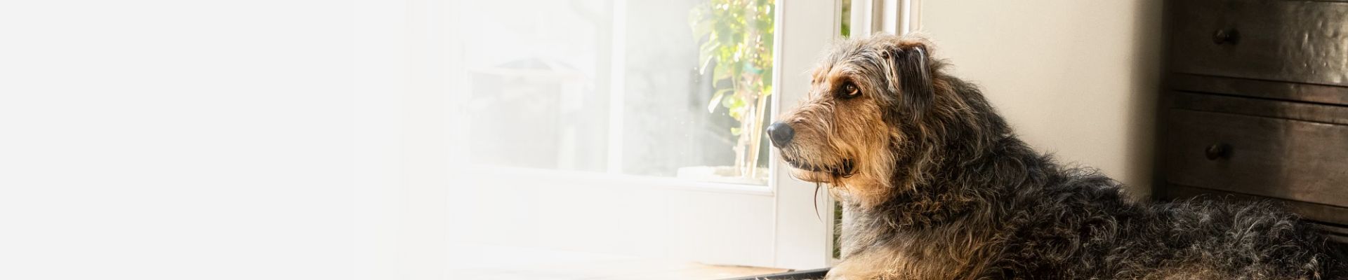 Dog looking outside