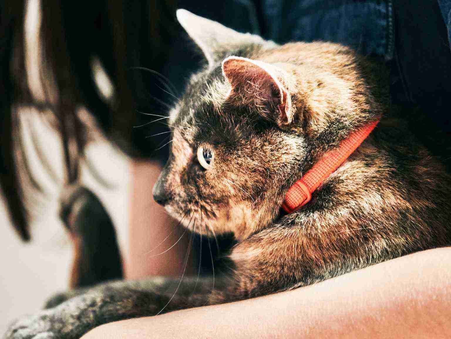 A close-up of a cat