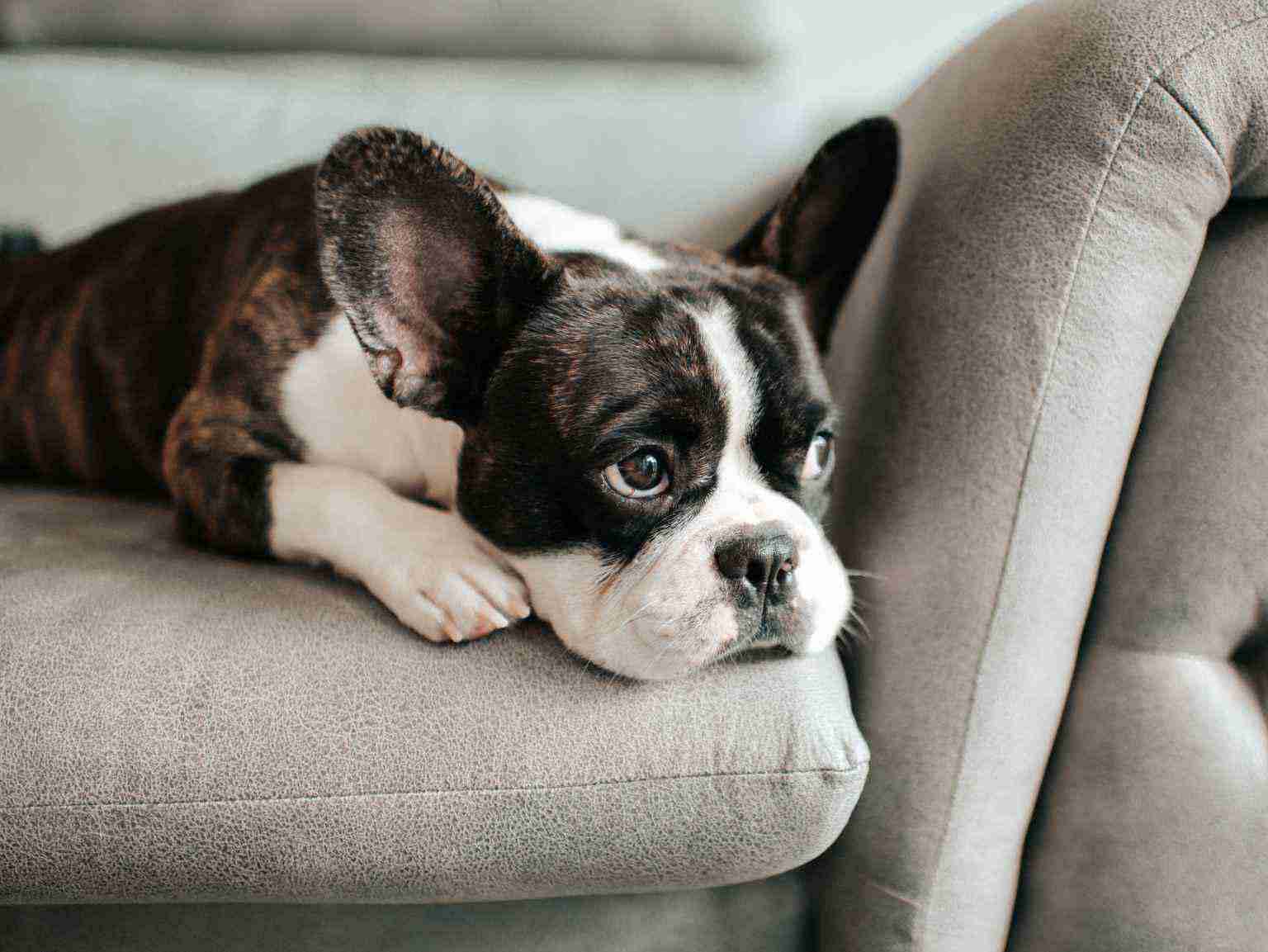 A sad dog laying down on a sofa