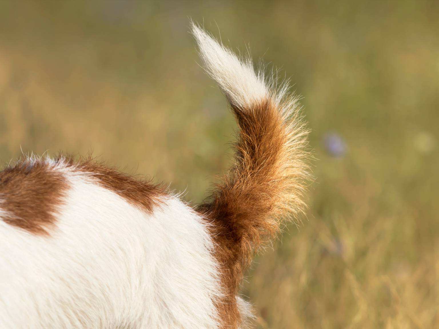 A dog's furry tail