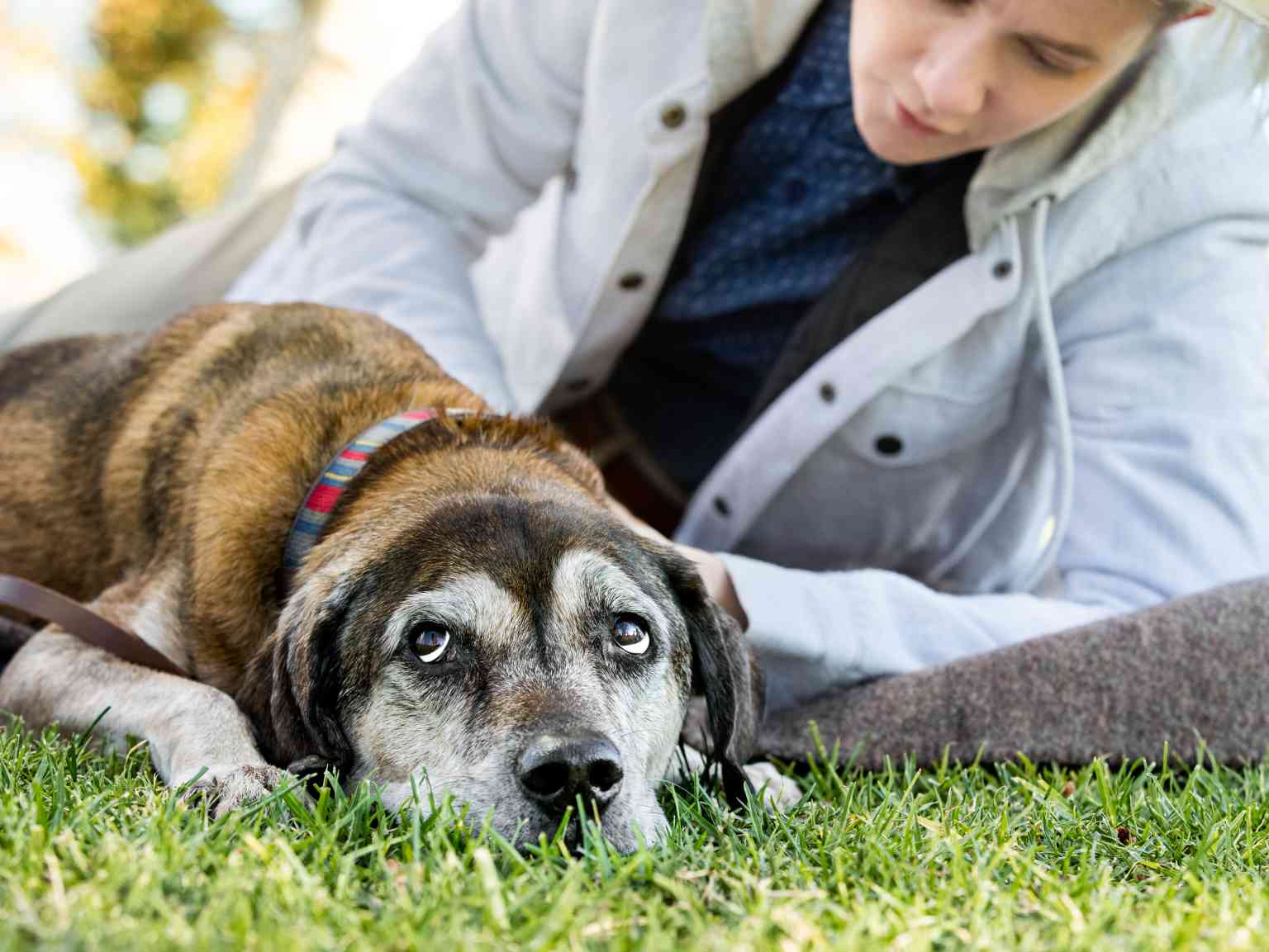 A senior dog laying down in a park with his owner