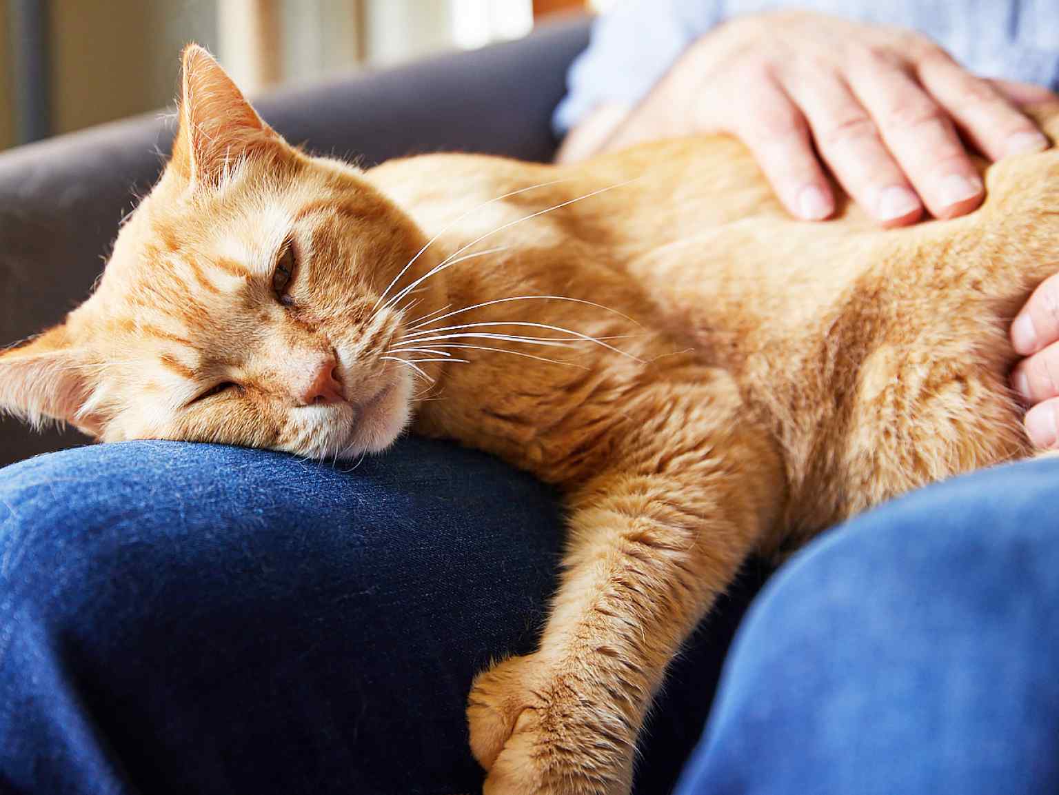 A close-up of a cat sleeping on his owner's lap