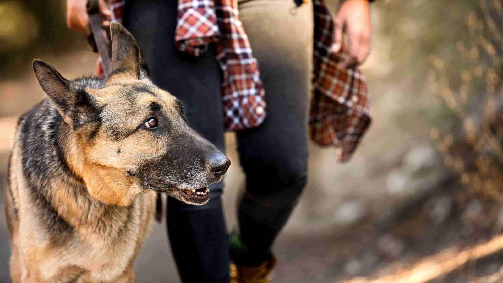 A German shepherd dog and its owner taking a walk