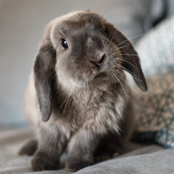 Rabbit sitting in sofa