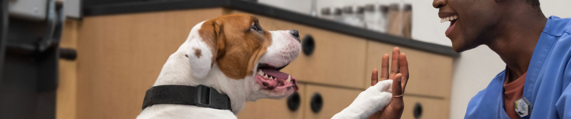 Dog high five to banfield doctor