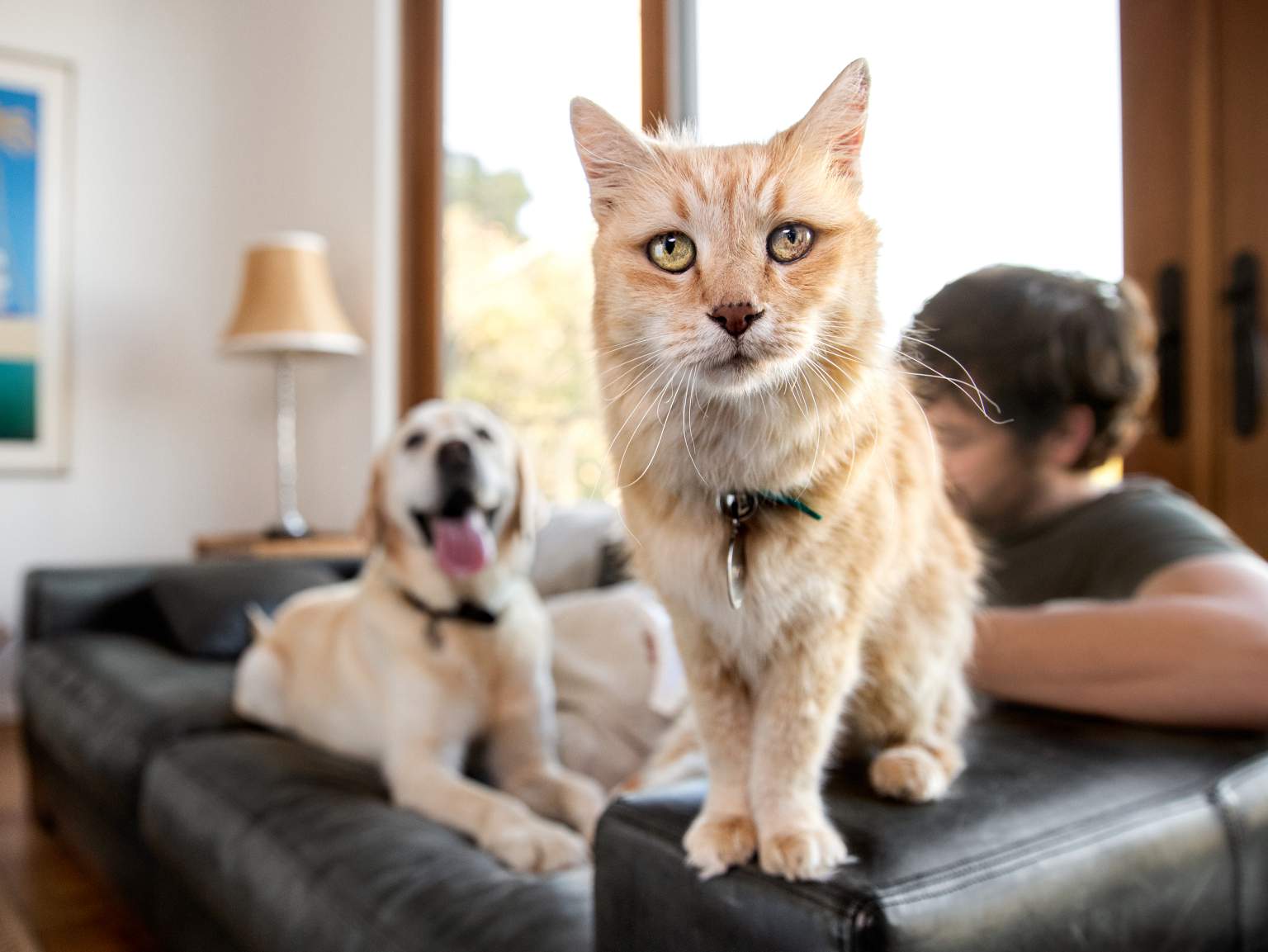 A close-up of a cat looking towards the camera while its owner and a Labrador dog are in the background