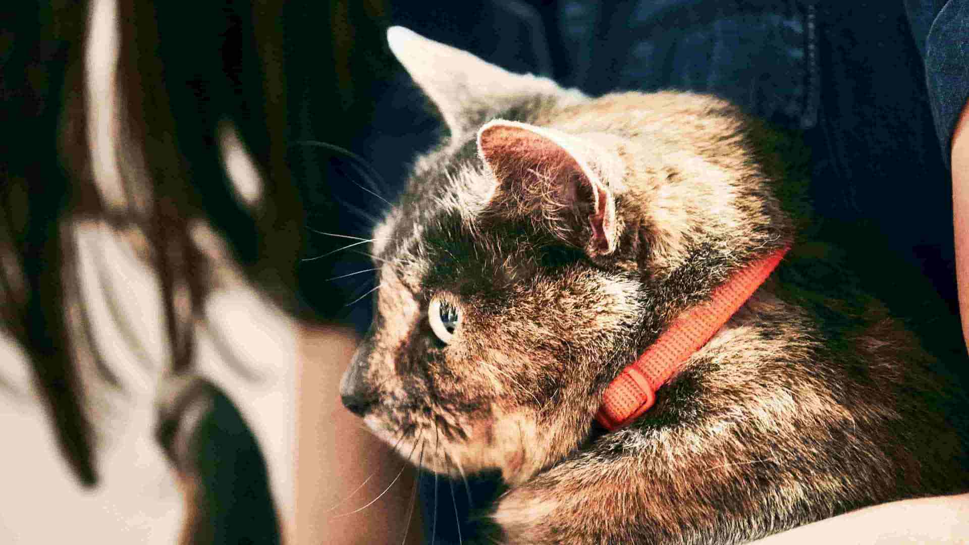A close-up of a cat