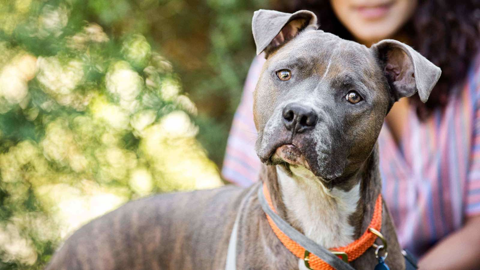 A curious dog looking towards the camera while its owner is seen sitting in the background