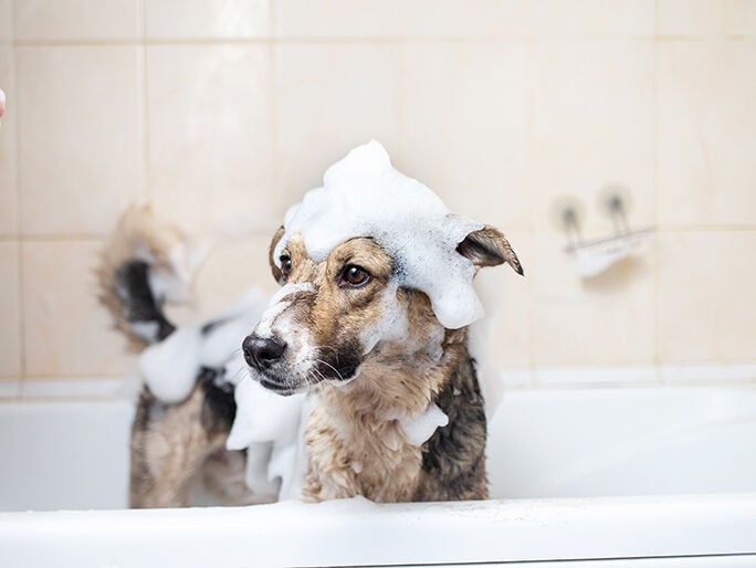 dog covered with soap
