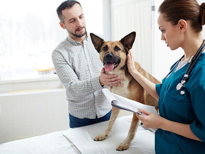 doctor checking dog inn banfield hospital
