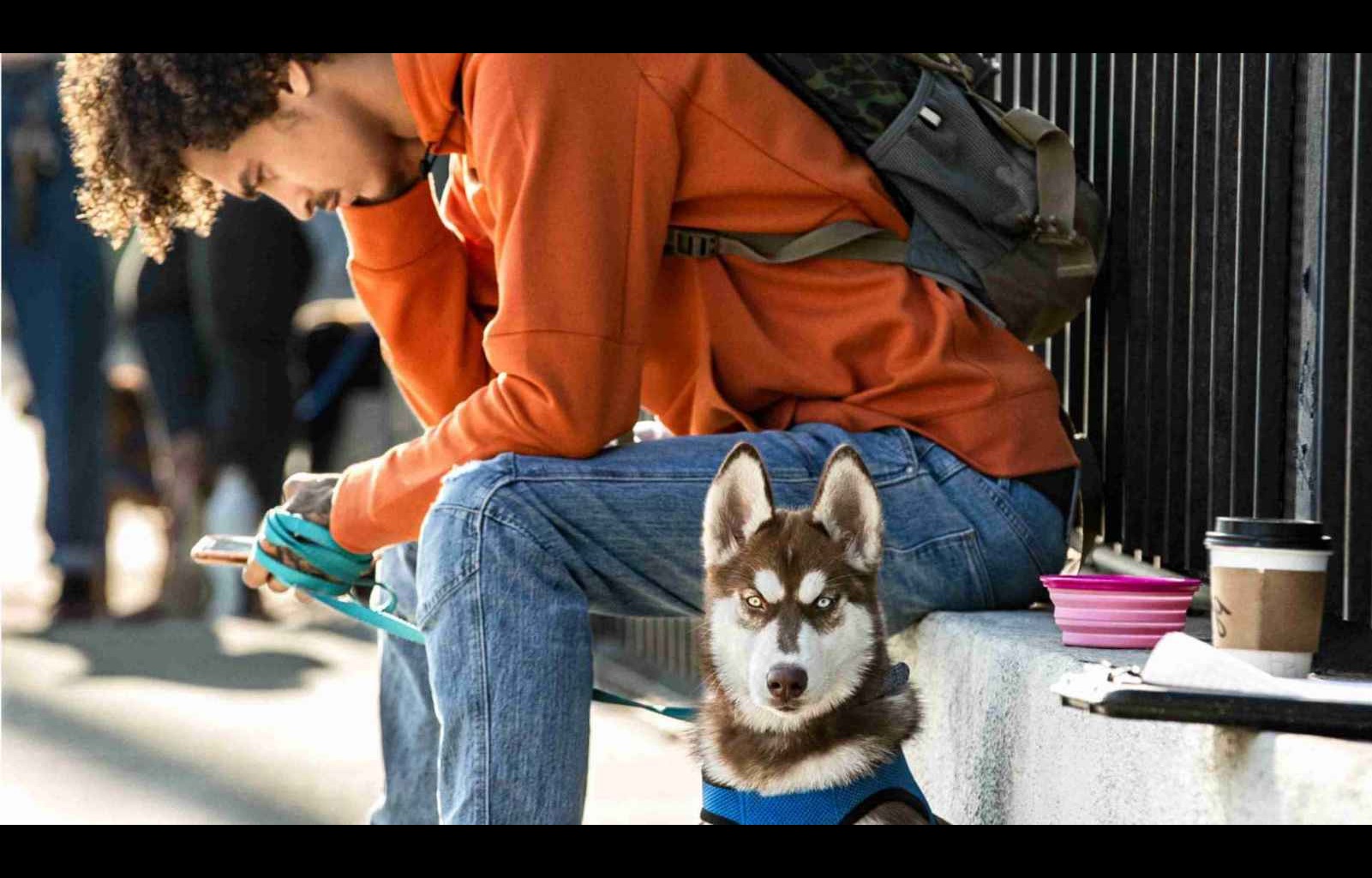 angry dog looking with owner