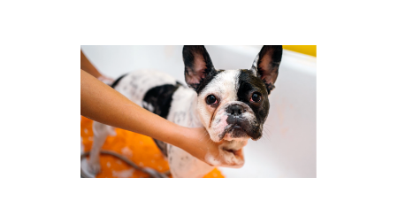 a French Bulldog staring at you